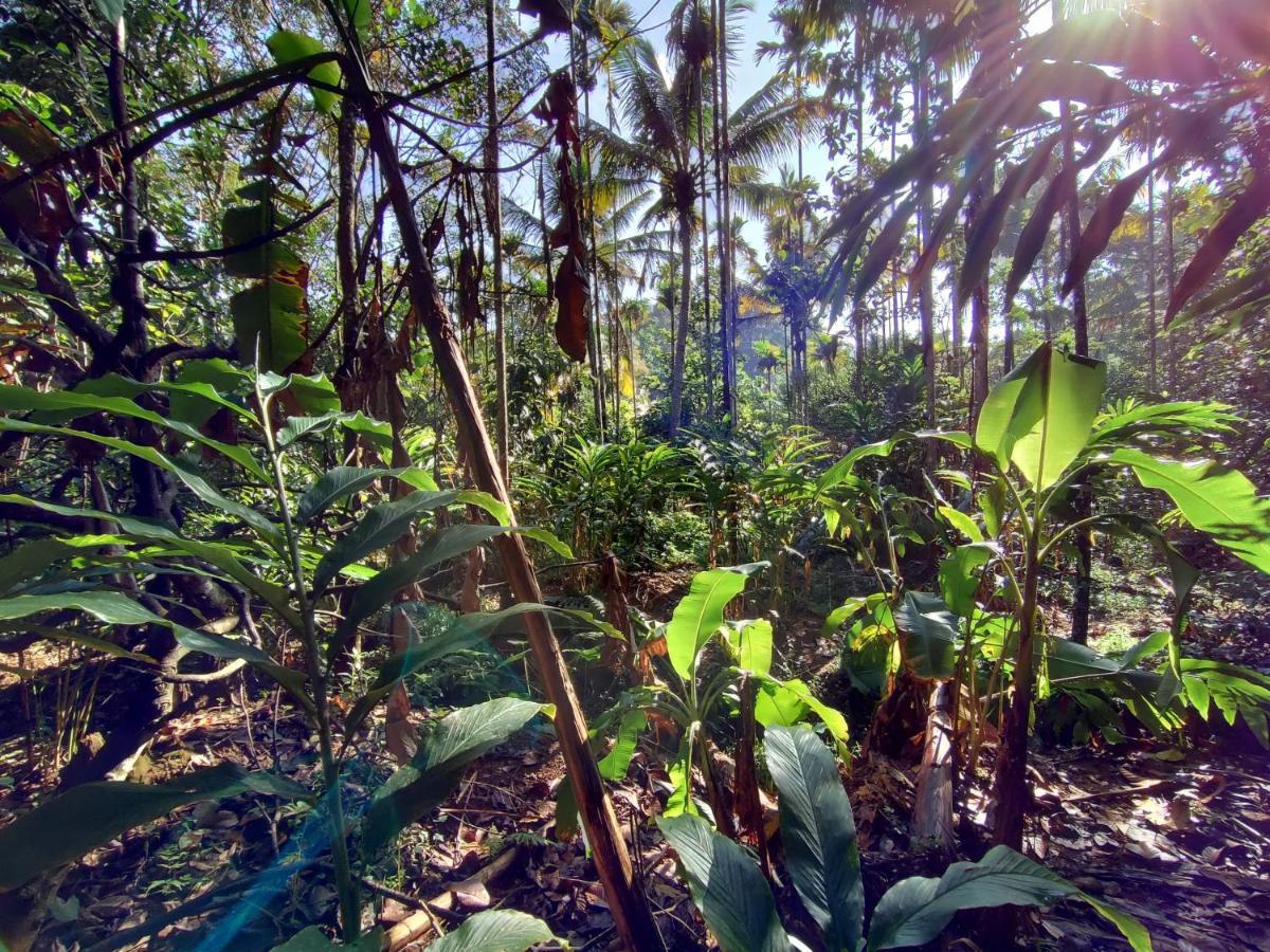 Maliyeckal Homestay Munnar Εξωτερικό φωτογραφία
